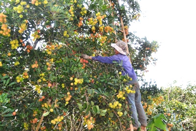 CHƯƠNG TRÌNH : THAM QUAN THỚI SƠN – HÁI CHÔM CHÔM.